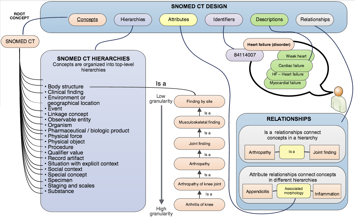 Diagram of SNOMED CT from the [Starter Guide](https://confluence.ihtsdotools.org/display/DOCSTART/SNOMED+CT+Starter+Guide).